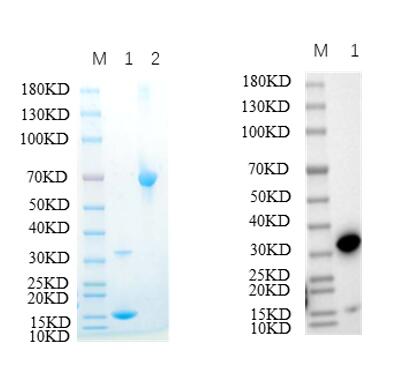 Reducing 12% SDS-PAGE and WB analysis profile of purified TTR<br />1. TTR<br />2. BSA